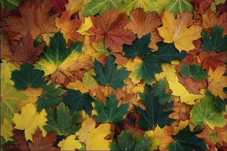 Fall once. Спасибо за внимание на фоне осени. Раздвигает листья.